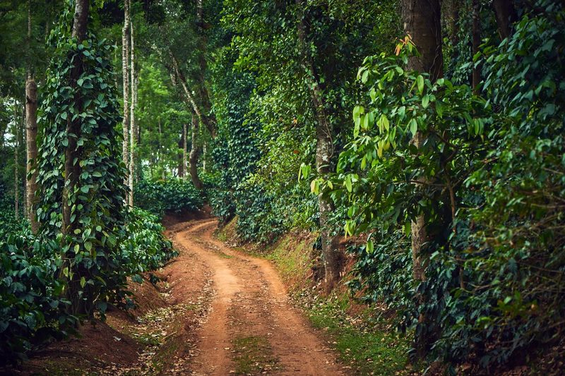 BrewBerry Homestay