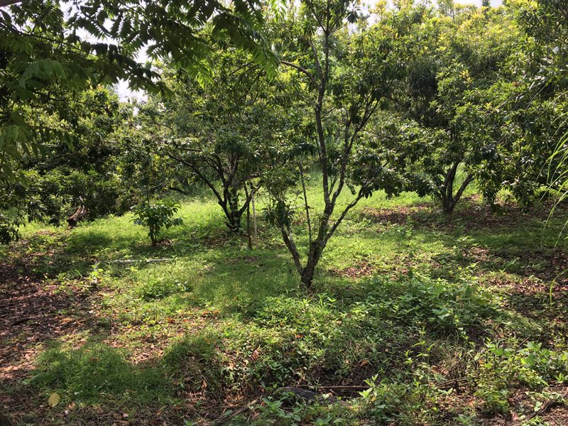 Valley Of Birds Homestay