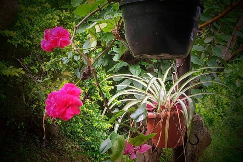 Stillwater Homestay