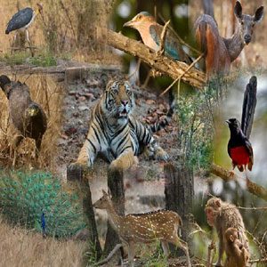 Kabini Lake View Resort