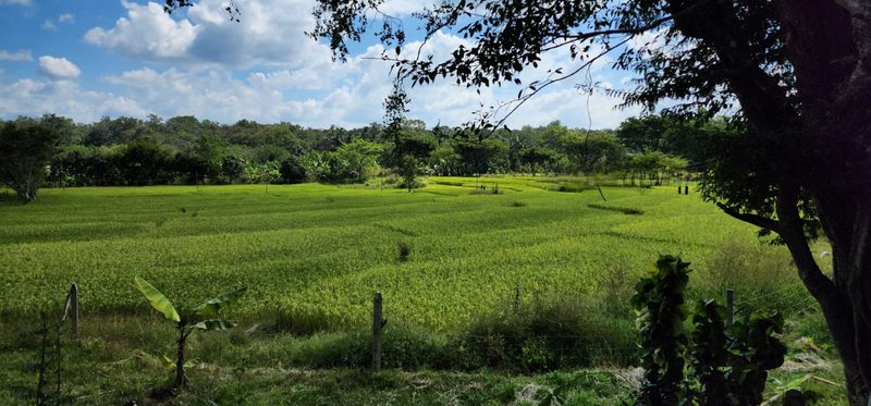 Tulasi Homestay Dandeli