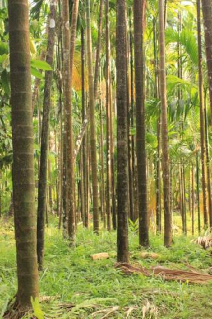 Mala Nature Stay