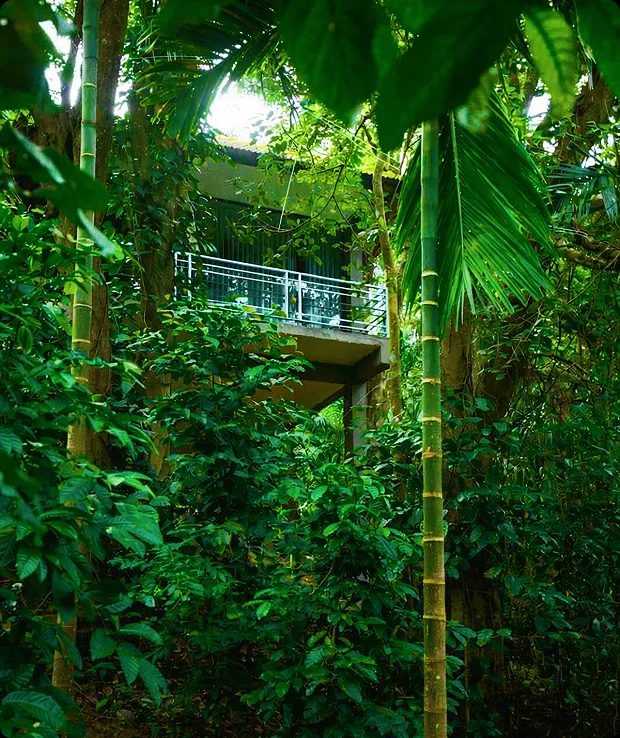 Golden Leaf Resort