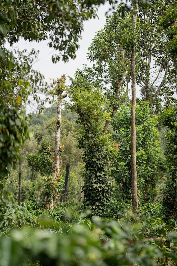The Elakki Valley Eco Resorts