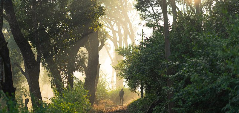 The Tamara Coorg