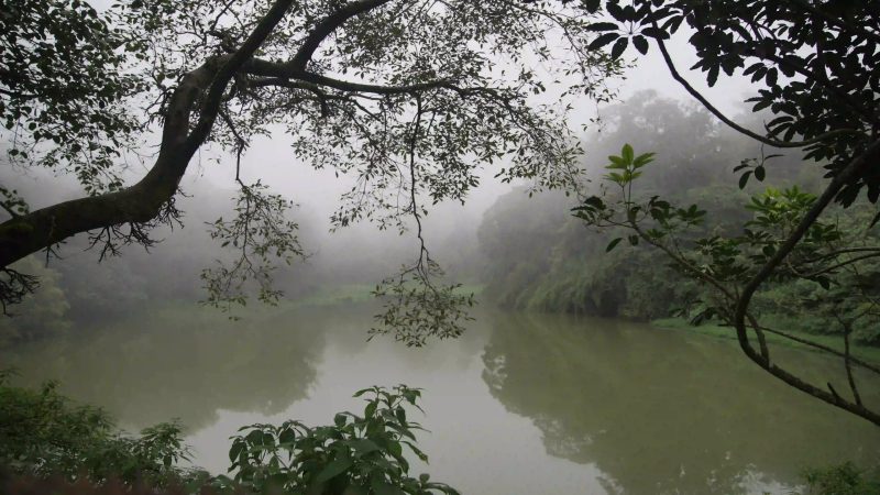 Yedamakky Plantation