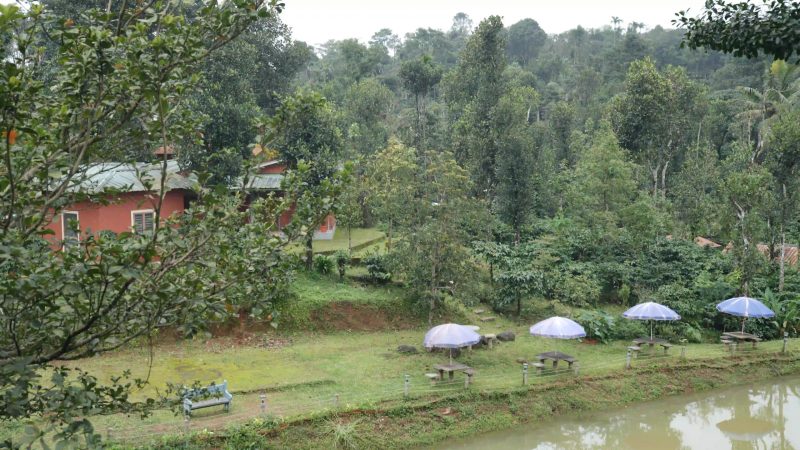 Yedamakky Plantation