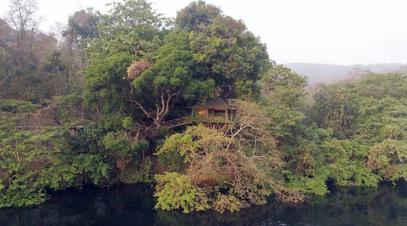 Tree House