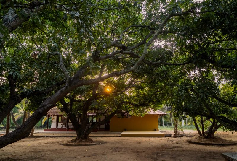Mango Mulch