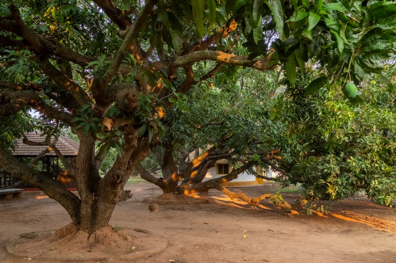 Mango Mulch