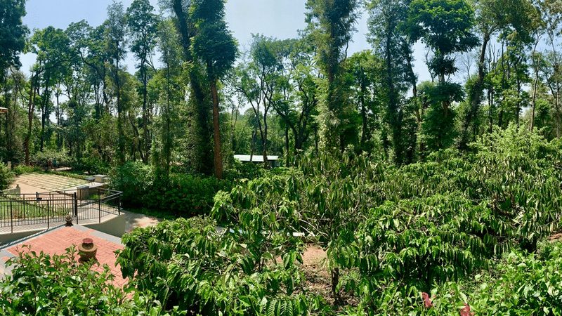 Machaan Wilderness Lodge, Nagarahole