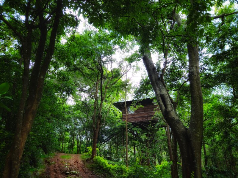 Tree House (Pool View) – Stay Close to Nature