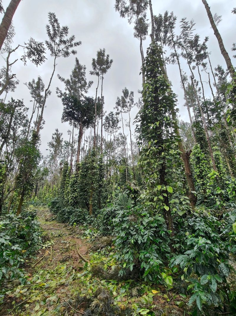 Nagojanahalli Estate
