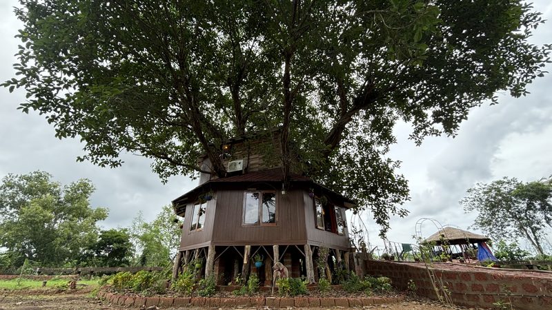 Coutinho’s Treehouse
