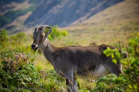 Nilgiri-Tahr