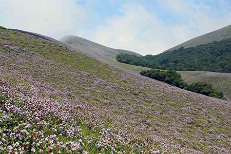 Neelakurinji